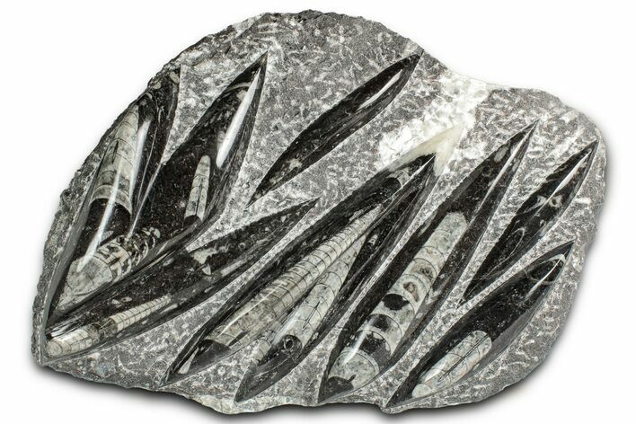 Polished Fossil Orthoceras (Cephalopod) Plate - Morocco #352975